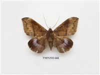 藏品(夜蛾270)的圖片